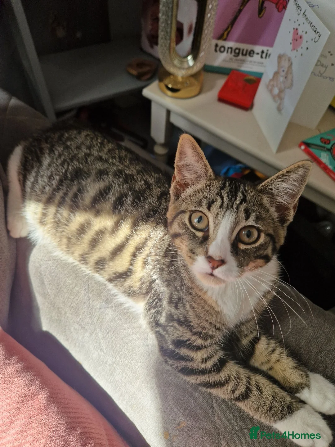 Mixed Breed cats for sale: Gorgous Tabby Kitten  in Gainsborough - Advert 2