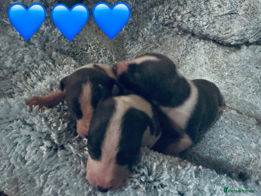 Whippet dogs for sale: 🐾 Exceptional small sized KC Reg Whippet Pups🐾 - Advert 17