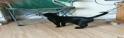 Mixed Breed cats for sale: Mama cat - Advert 1
