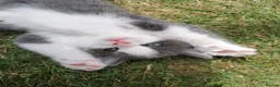 Mixed Breed cats for sale: 4 Mixed breed Kittens  in Boston - Advert 1