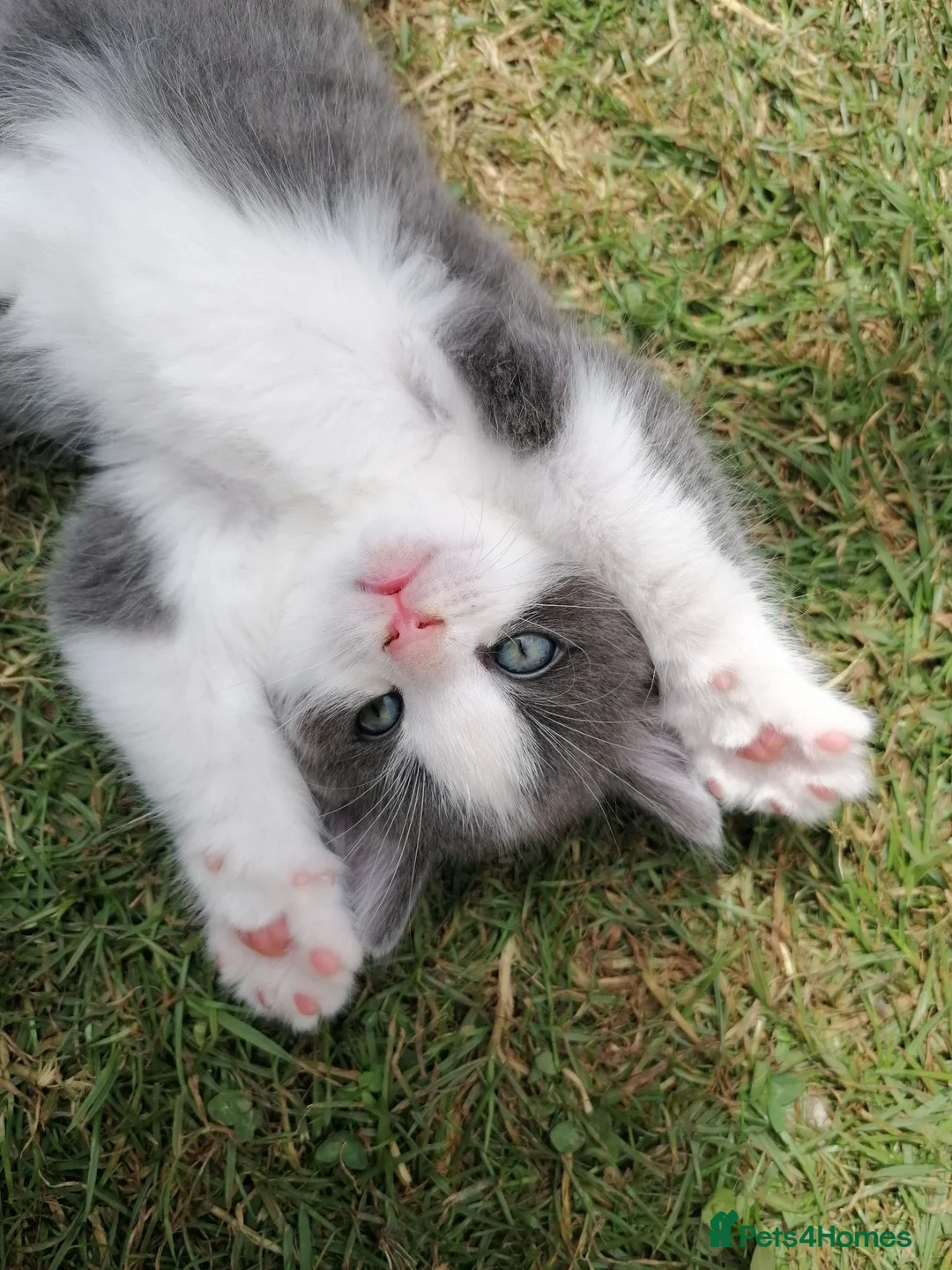 Mixed Breed cats for sale: 4 Mixed breed Kittens  in Boston - Advert 1