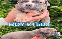 Olde English Bulldogge dogs for sale: Old English Bulldog Pups - Image 4
