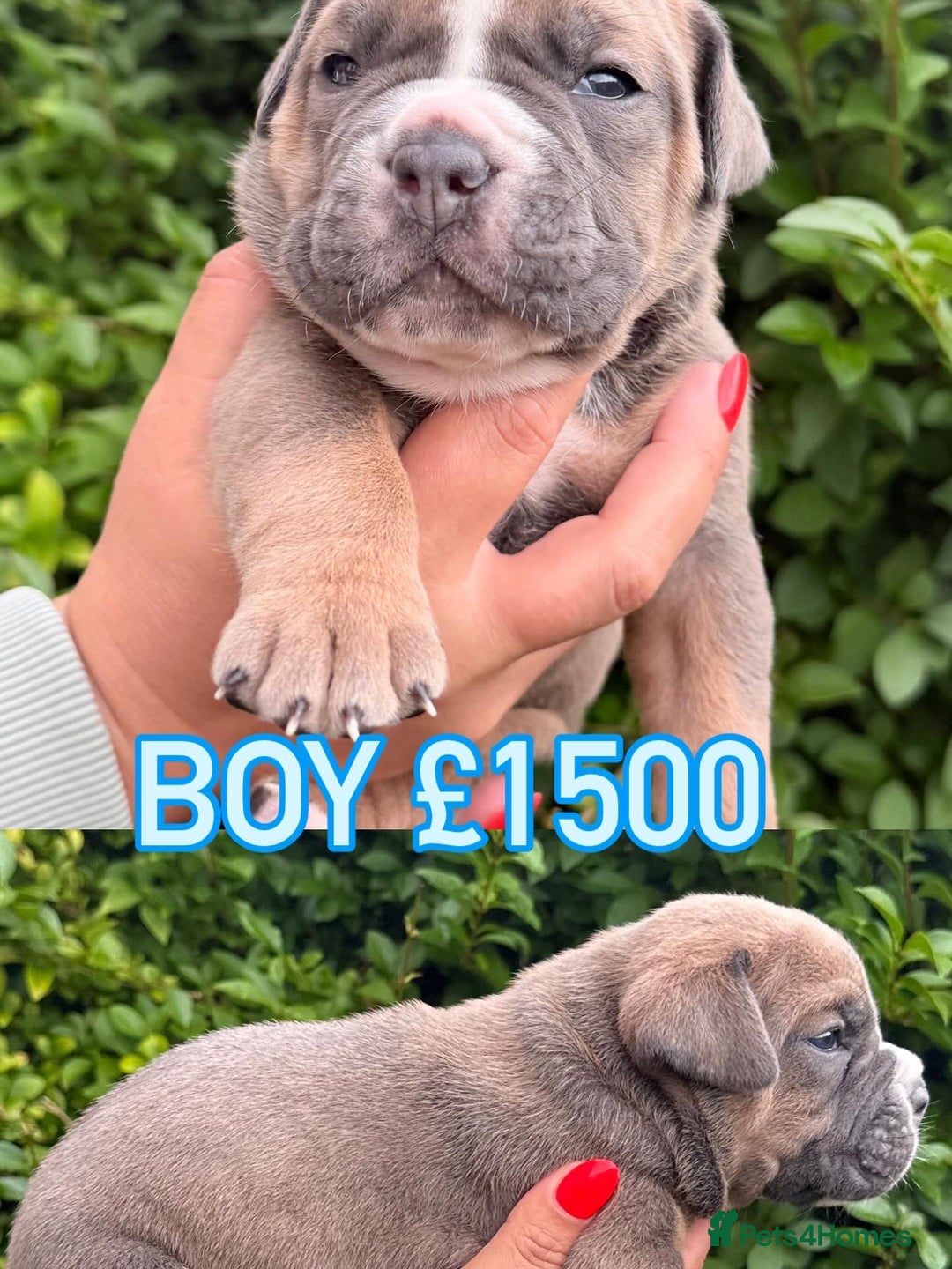 Olde English Bulldogge dogs for sale: Old English Bulldog Pups - Image 4