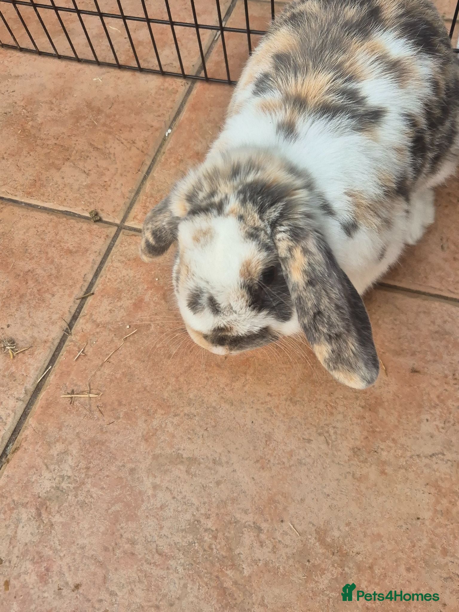 Mixed Breed rabbits Male lop mix - Advert 1