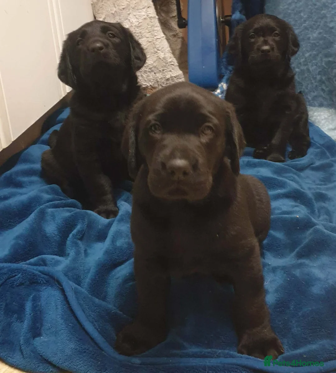 Labradoodle dogs for sale: Beautiful friendly pups one male and one female - Advert 2