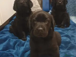 Labradoodle dogs Beautiful friendly pups one male and one female - Advert 2