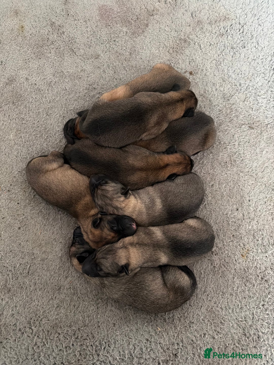 Mixed Breed dogs for sale: Shepinios puppies  - Advert 3