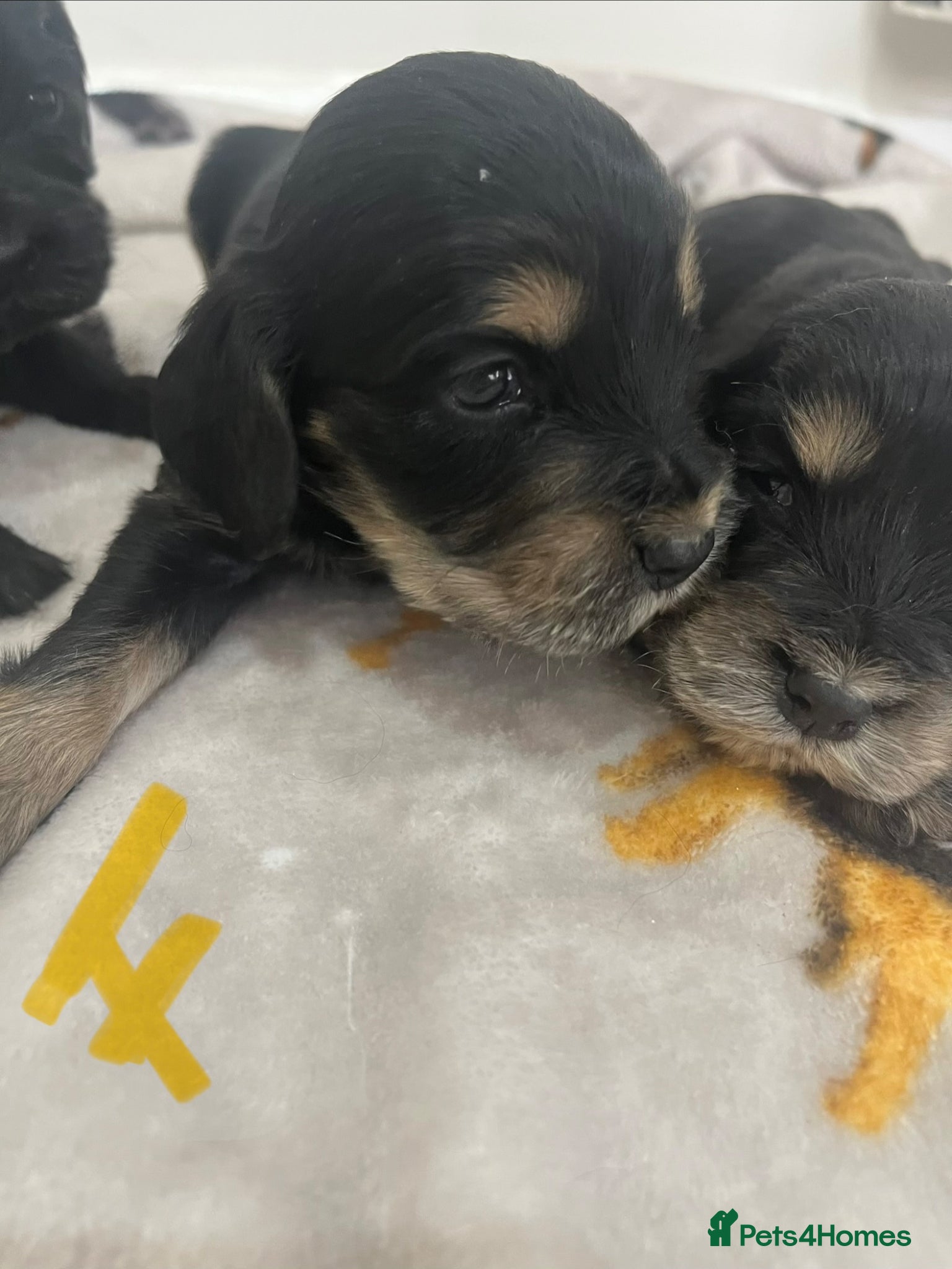 Cocker Spaniel dogs Exquisite Show Type cocker spaniel  - Advert 2