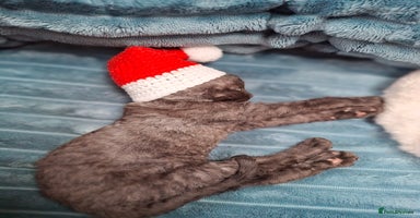 Devon Rex cats - Advert 8