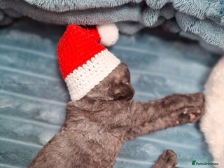 Devon Rex cats - Advert 22