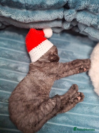 Devon Rex cats - Advert 3