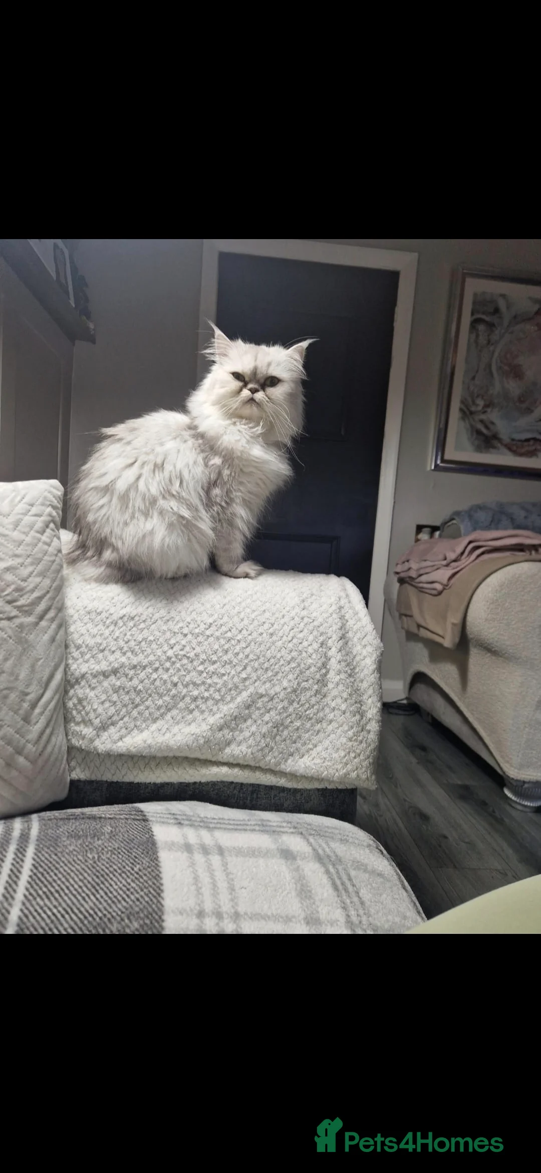Persian cats for sale: White silver tip persain - Advert 4