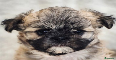 Shih Tzu dogs - Advert 10