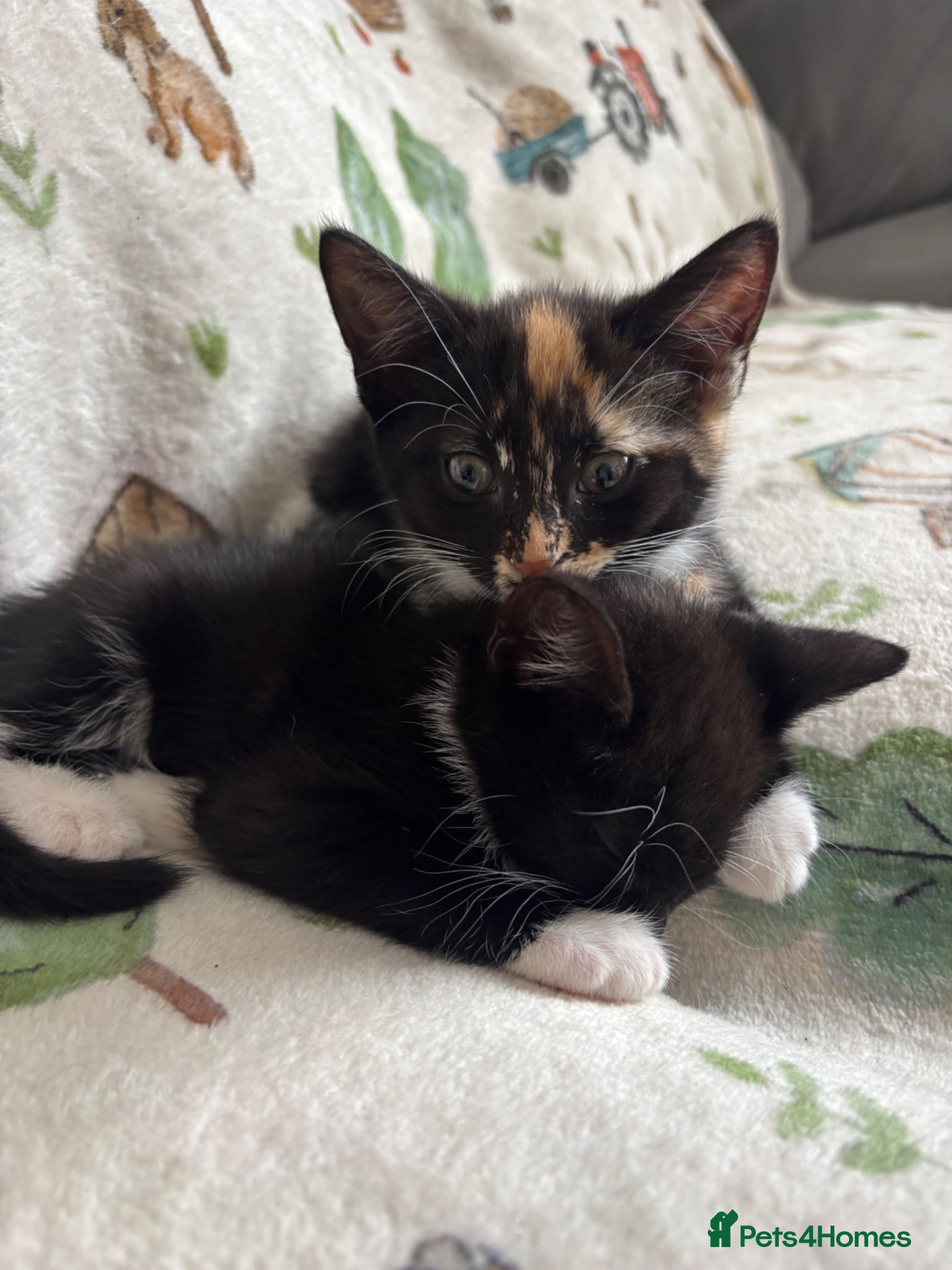 British Shorthair cats Beautiful mixed short heard kittens  - Advert 1