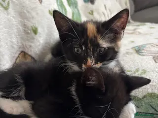 British Shorthair cats Beautiful mixed short heard kittens - Advert 1