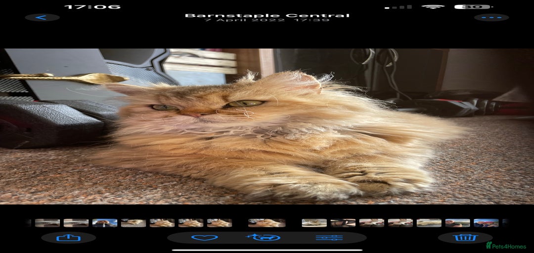 Gallery Image {{count}}