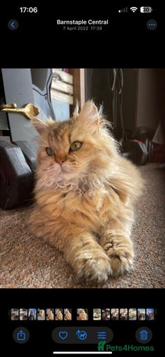 Gallery Image {{count}}