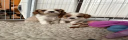 Cavalier King Charles Spaniel dogs for sale: DNA Tested Cavalier King Charles Puppies - Advert 16