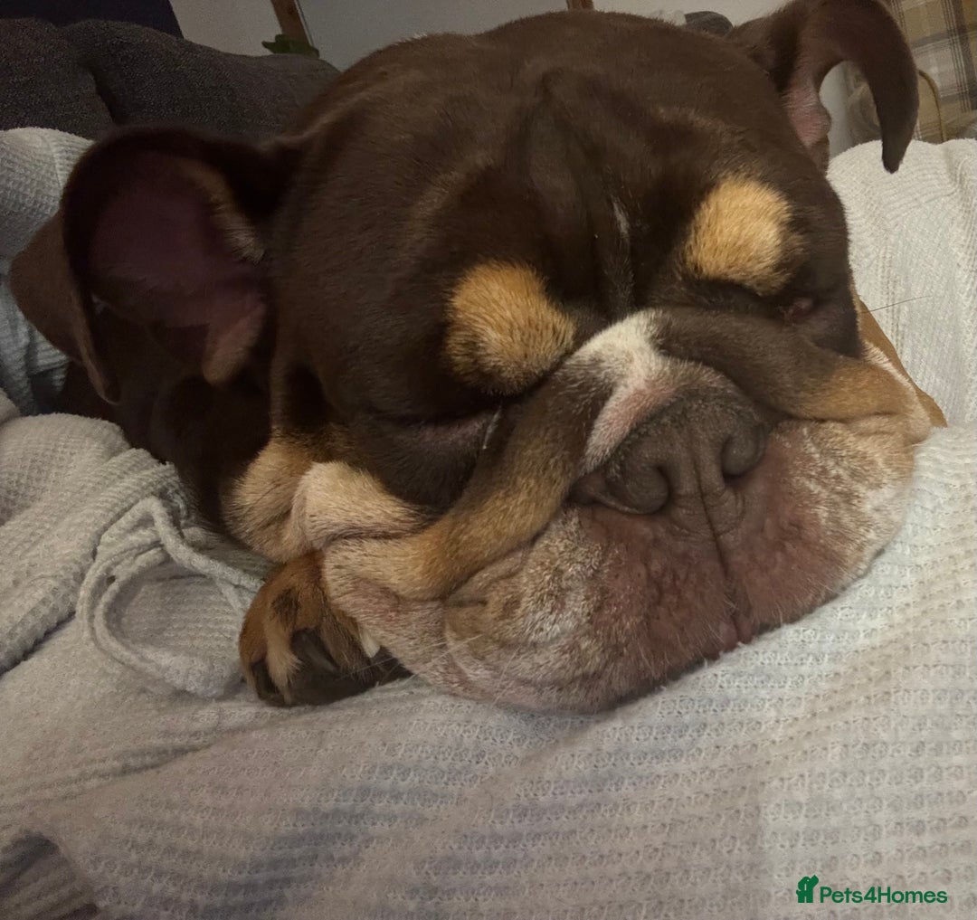 English Bulldog dogs for sale: Looking for my new home - Advert 7
