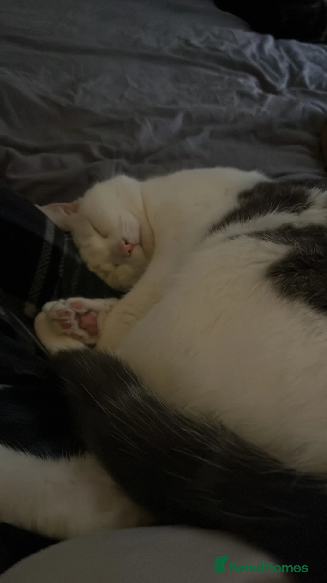 Mixed Breed cats for sale: 3 Amazing Cats To Go To A Loving Home in Jarrow - Advert 2