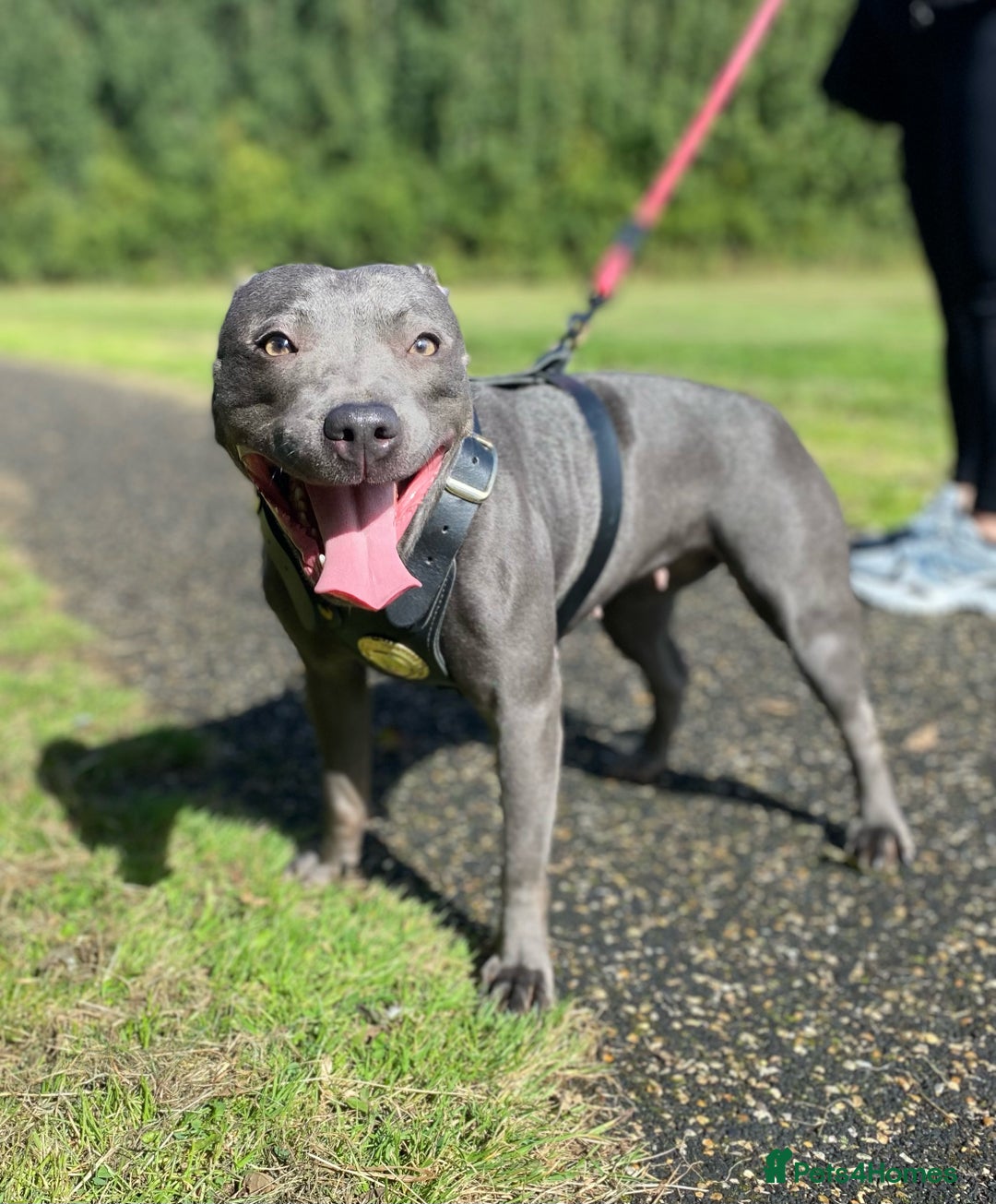 Staffordshire Bull Terrier dogs for stud: Quality STUD carries blue, red and tri gene  - Advert 12