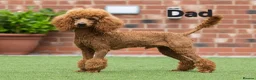 Cockapoo dogs for sale: Cockapoo  in Wolverhampton - Advert 5