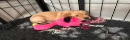 Labrador Retriever dogs for sale: 7 Labrador puppies available. 2 boys, 5 girls.  - Advert 29