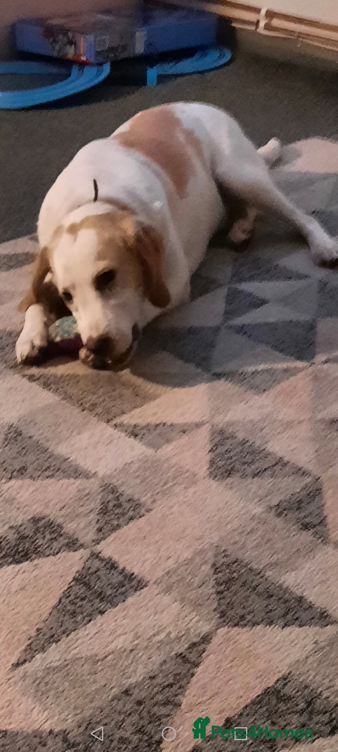 Mixed Breed dogs for sale: Male 4 years old  - Advert 2