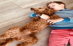 Miniature Poodle dogs for sale: Bred for temperament , health and quality. - Image 19