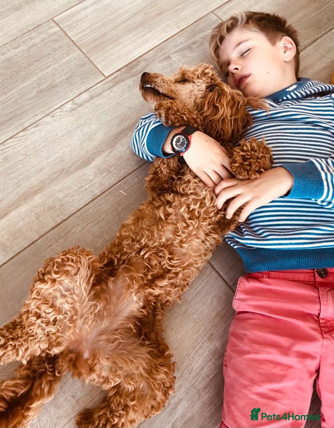 Miniature Poodle dogs for sale: Bred for temperament , health and quality. - Image 19