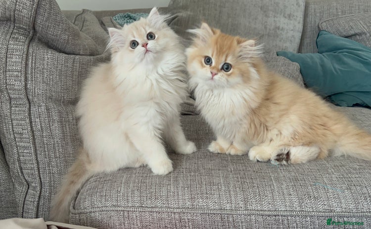 British Longhair cats - Advert 2
