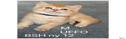 British Shorthair cats for sale: British sh odd/blue eyed adorable kittens GCCF  - Advert 5