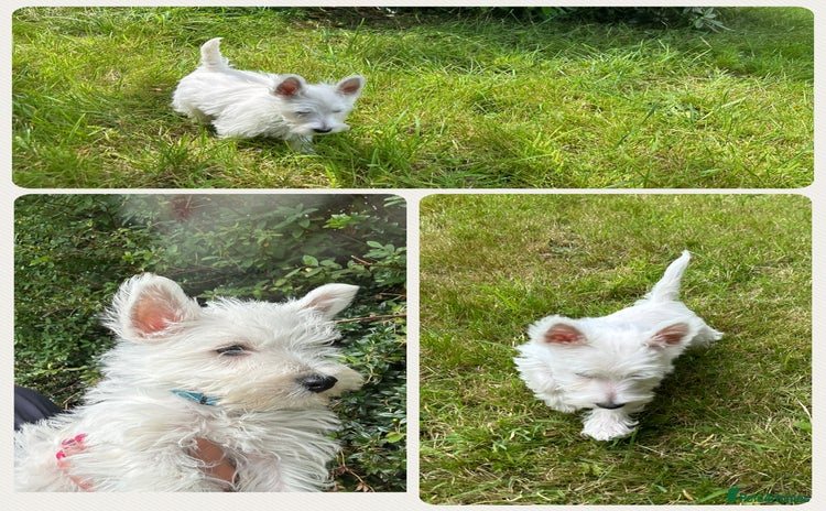 West Highland Terrier dogs - Advert 12