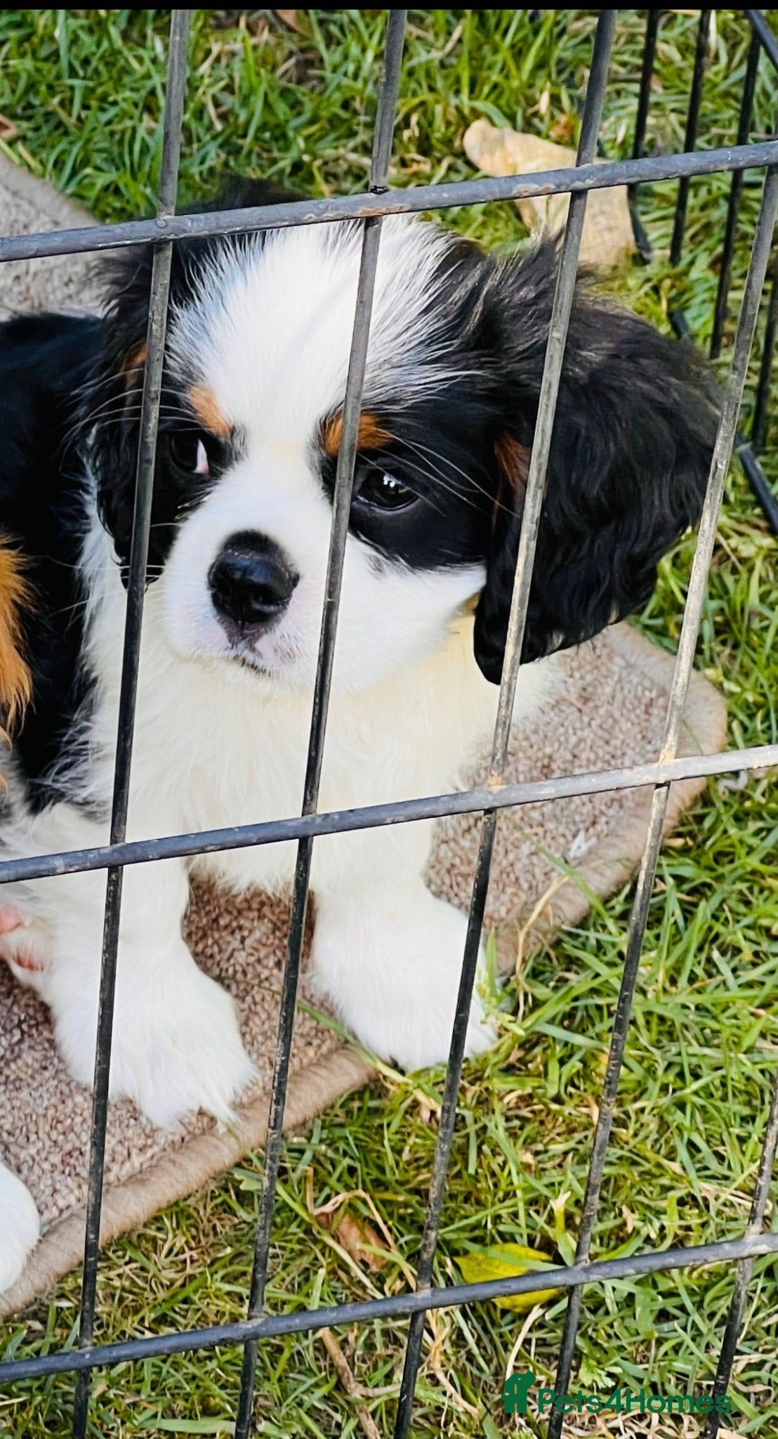 Cavalier King Charles Spaniel dogs KC REG HEREDITARY CLEAR LAST BOY 🐕🐶!!! - Advert 2