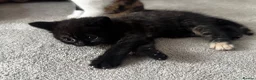 British Shorthair cats for sale: British short hair kittens  in Bolton - Advert 9