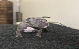 Mixed Breed dogs for sale: Olde Tyme Bulldog x American Staffordshire Pups - Image 10