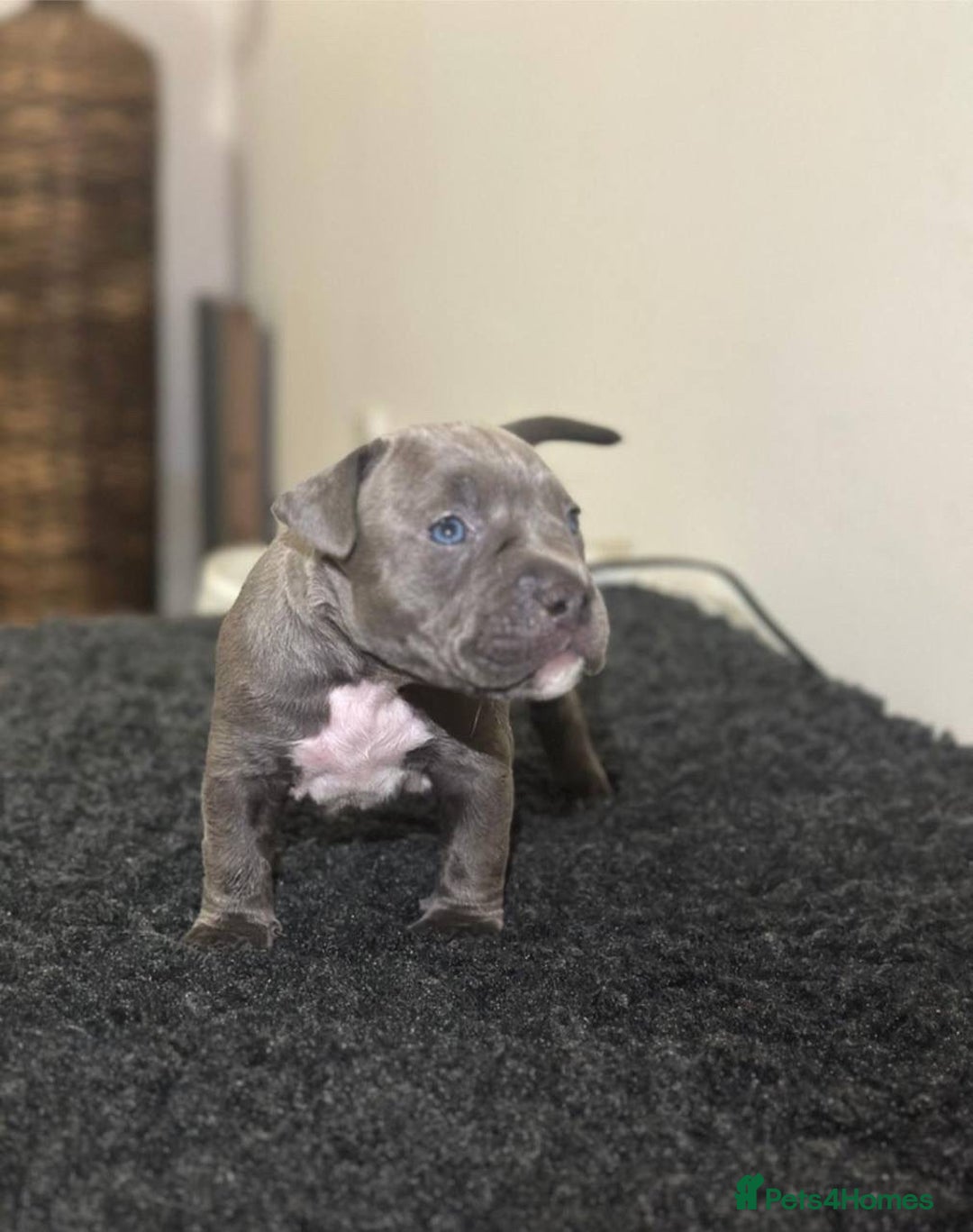 Mixed Breed dogs for sale: Olde Tyme Bulldog x American Staffordshire Pups - Image 10