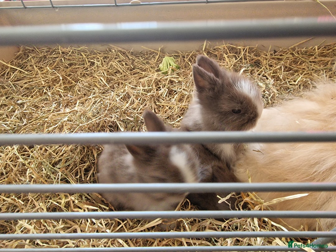 Lionhead rabbits for sale: Beautiful purebred lionheads  available  - Image 1