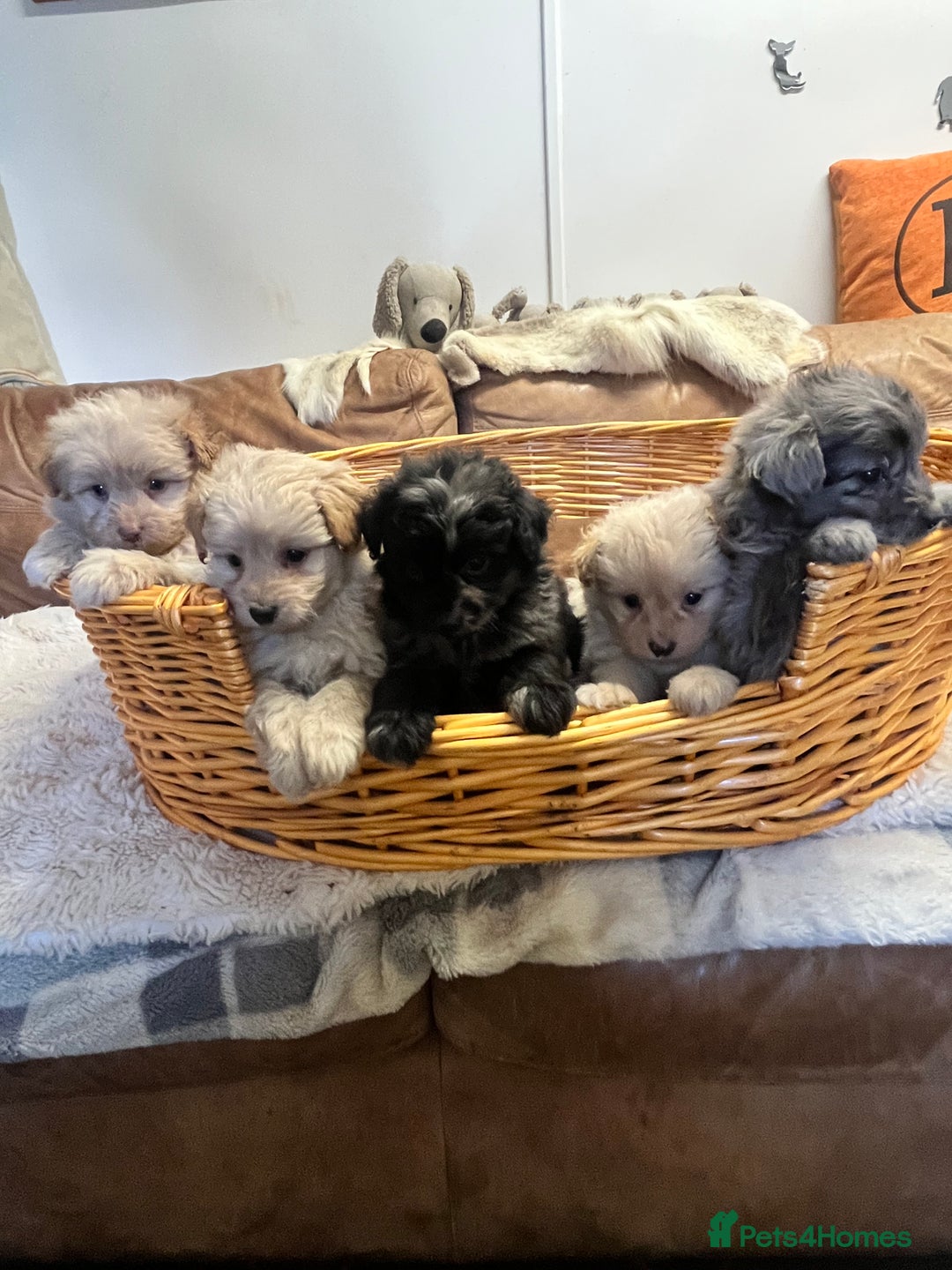 Pomapoo dogs for sale: stunning confident types - Image 10