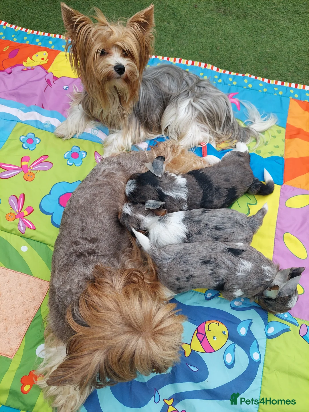 Yorkshire Terrier dogs for stud: beautiful blueberry yorkshire terrier in Eastleigh - Advert 7