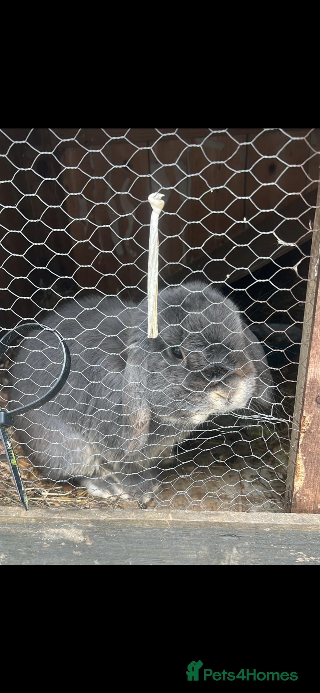 Mixed Breed rabbits for sale: Lionhead cross holland lop READY 28th November  - Advert 4