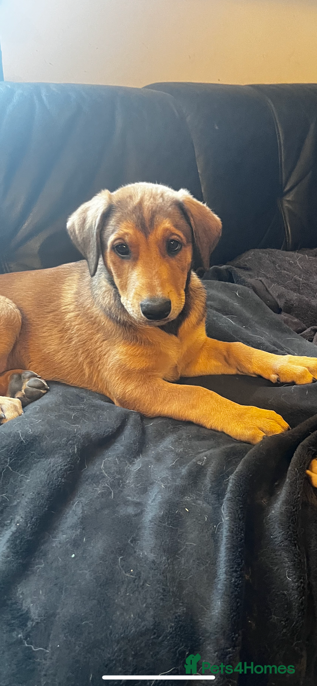 Mixed Breed dogs for sale: Belgian Malinois X Dobermann in Cheltenham - Image 1