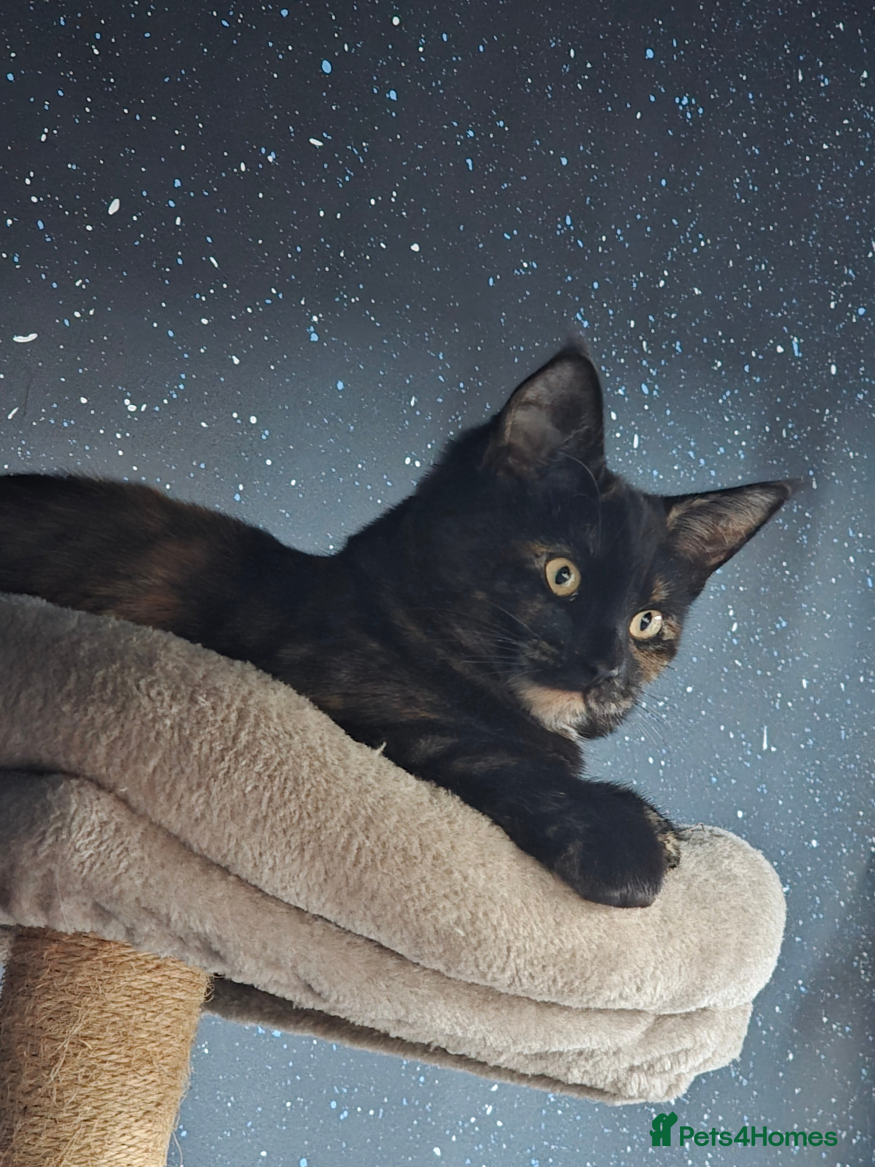 Mixed Breed cats Mix Maine coone and British girl  - Advert 1