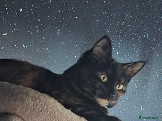 Mixed Breed cats Mix Maine coone and British girl - Advert 4