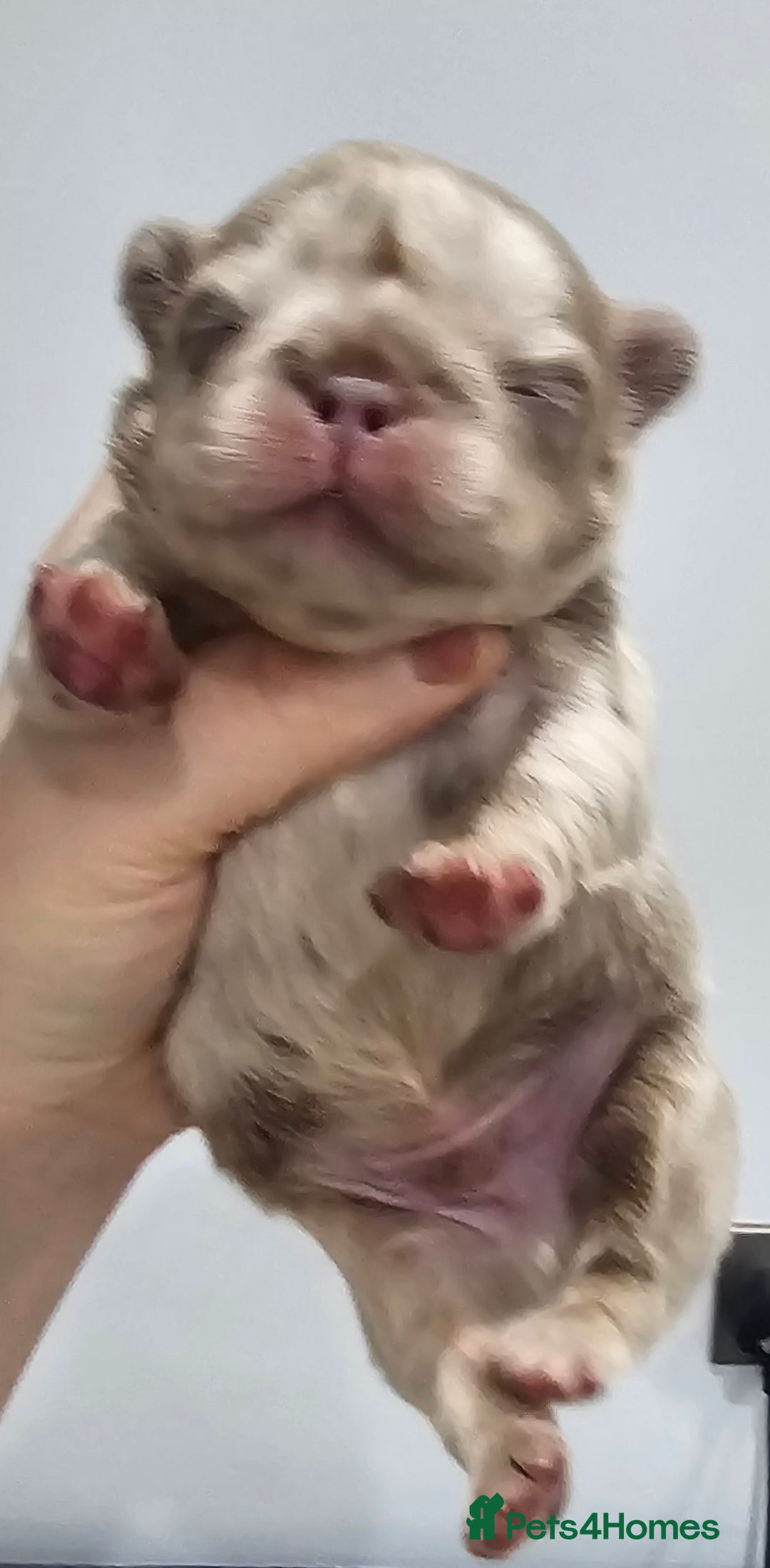 French Bulldog dogs for sale: French Bulldog Visual fluffies - Advert 30