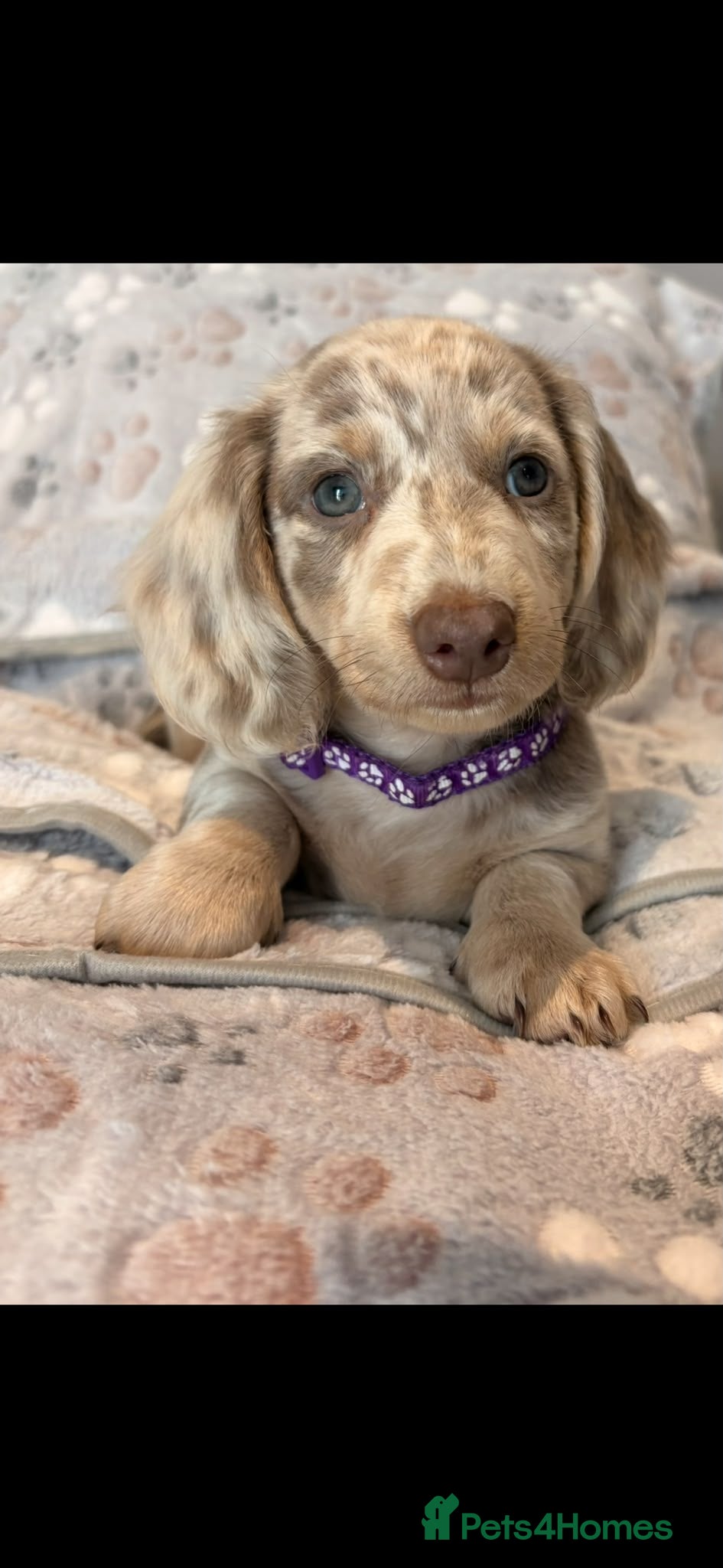 Miniature Dachshund dogs KC MINIATURE DACHSHUNDS  - Advert 1