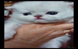 Persian cats for sale: Italian Persian chinchilla kittens♥️🐾 - Image 16