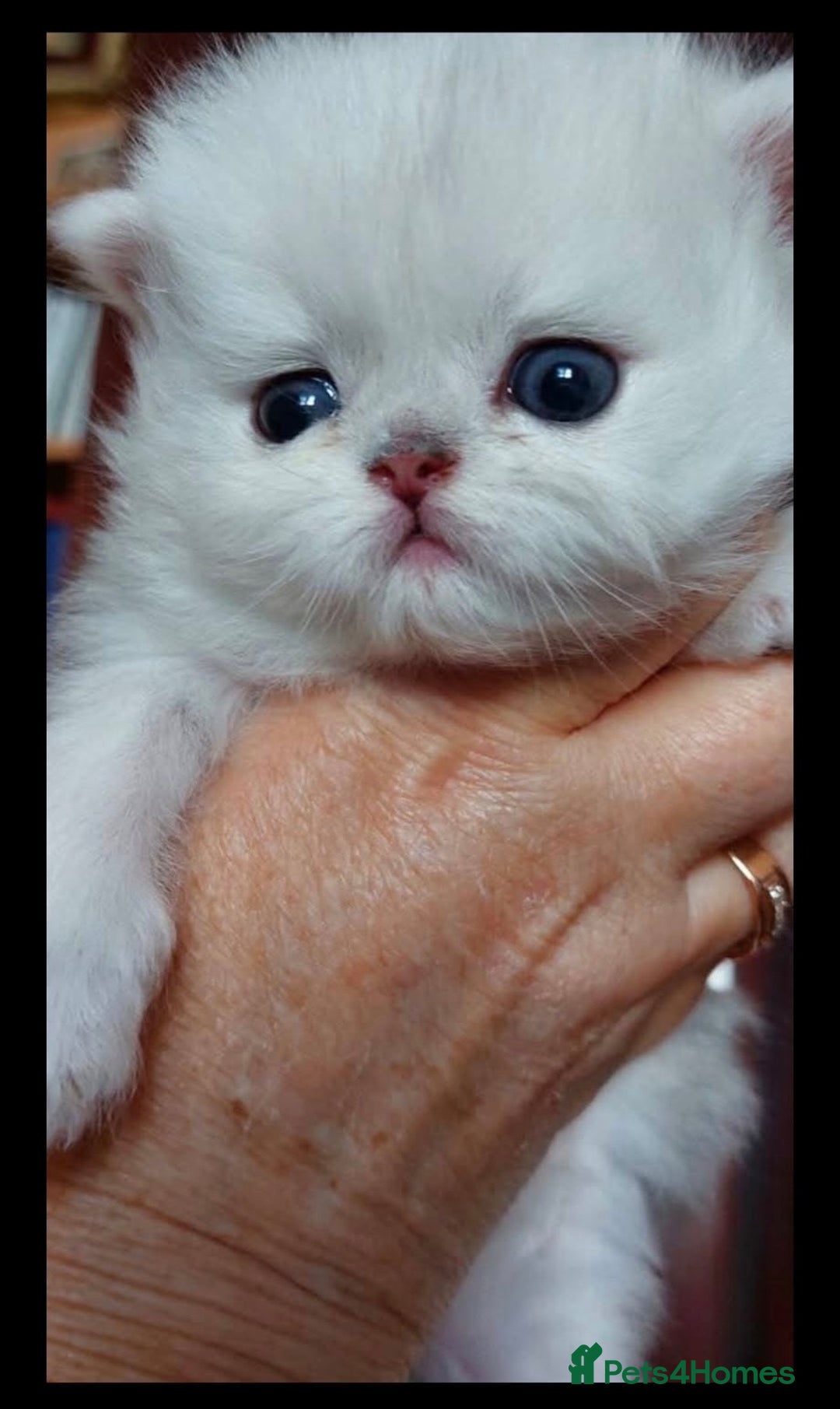 Persian cats for sale: Italian Persian chinchilla kittens♥️🐾 - Image 16