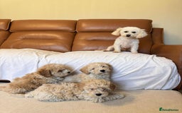 Poochon dogs for sale: Poochon puppies ready now  - Image 3