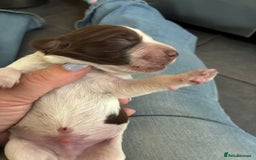 Cocker Spaniel dogs for sale: Beautiful, family cocker spaniels available - Image 8